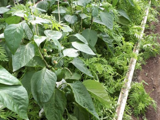 Multifunctionele planten in de biologische glastuinbouw