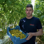 Jeroen Olbrechts kiest ToBRFV-resistente gele cherrytomaat