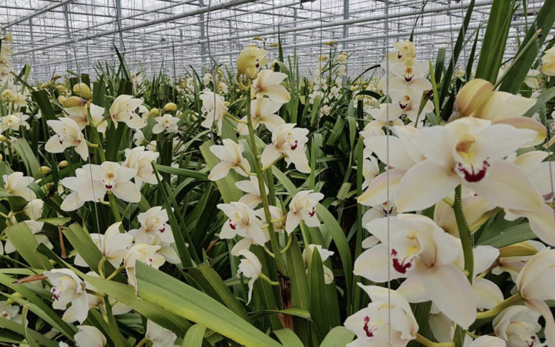 Pas op voor knoprui en rode bloemen door hoge kastemperatuur