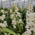 Pas op voor knoprui en rode bloemen door hoge kastemperatuur