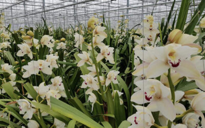 Pas op voor knoprui en rode bloemen door hoge kastemperatuur