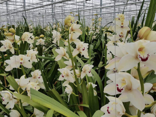 Pas op voor knoprui en rode bloemen door hoge kastemperatuur