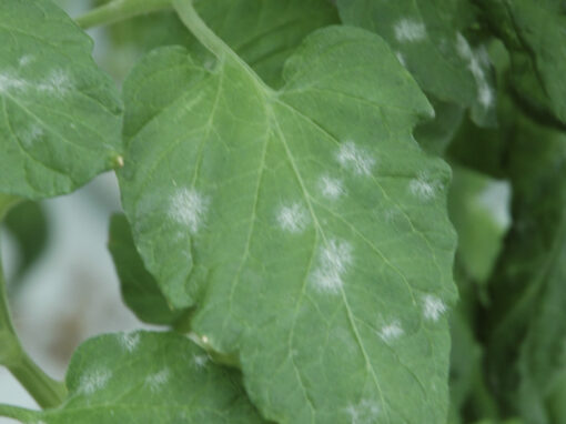 Blad- en wortelbescherming én weerbaar gewas in IPM-schema