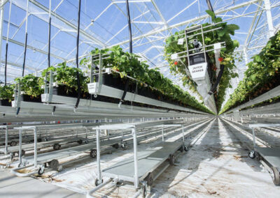 Aardbeienbedrijf Royal Berry neemt Dutch Berries over