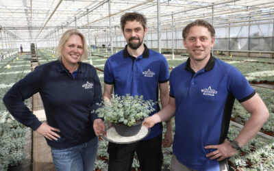 ‘Plant is niet kapot te krijgen, met prachtige bloemen in najaar’