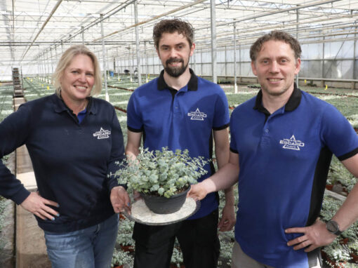‘Plant is niet kapot te krijgen, met prachtige bloemen in najaar’