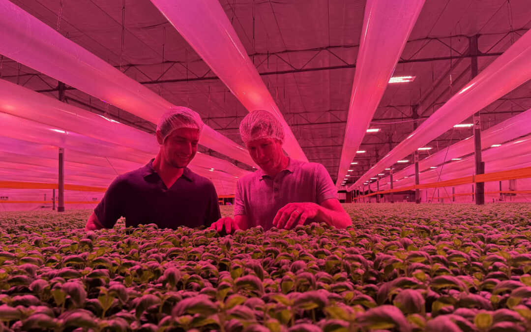 Combinatie van indoor farming met efficiëntie van glastuinbouw