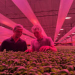 Combinatie van indoor farming met efficiëntie van glastuinbouw