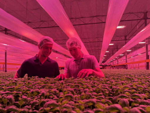 Combinatie van indoor farming met efficiëntie van glastuinbouw