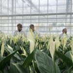 Ervaring en resultaat emissievrije teelt spathiphyllum in Kas2030