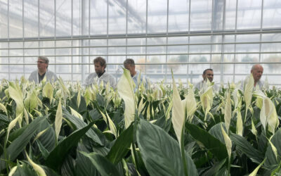 Ervaring en resultaat emissievrije teelt spathiphyllum in Kas2030