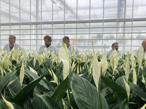 Ervaring en resultaat emissievrije teelt spathiphyllum in Kas2030