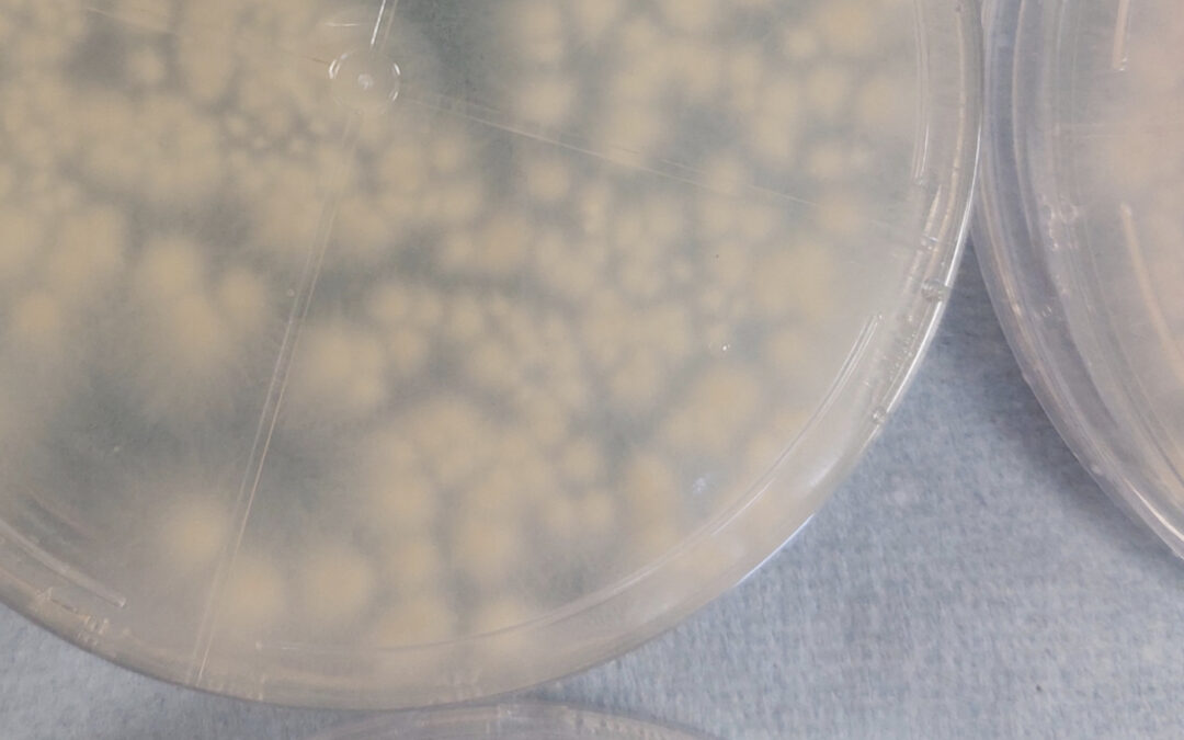 Onderzoek beheersing van schimmelziekten door mycovirussen
