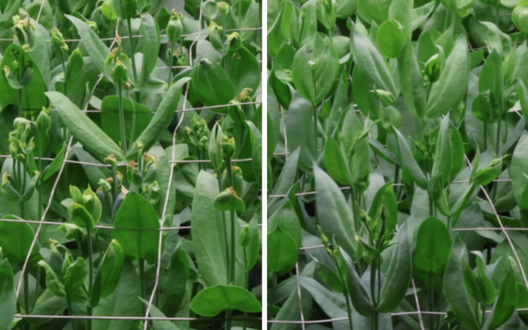 Hoe hoger de verdamping, hoe minder brandkoppen bij lisianthus