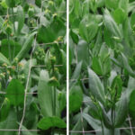 Hoe hoger de verdamping, hoe minder brandkoppen bij lisianthus