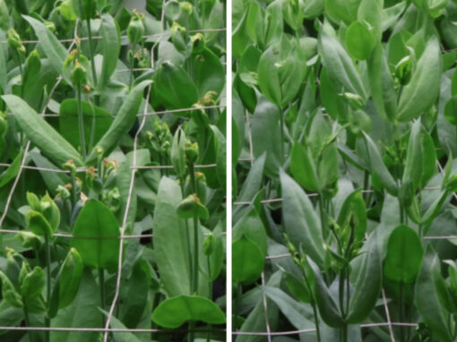 Hoe hoger de verdamping, hoe minder brandkoppen bij lisianthus