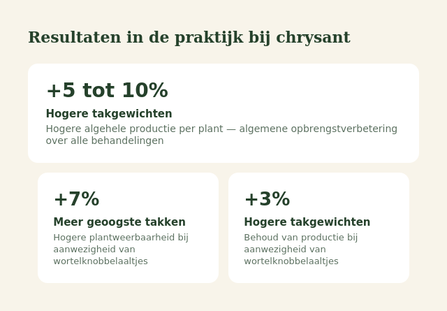 Foto 3 REKA_Resultaten_Chrysant