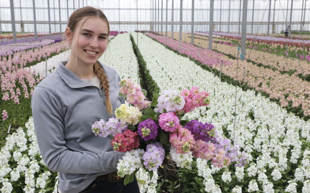 ‘Wij telen kwalitatief topproduct met zware stelen in 19 kleuren’