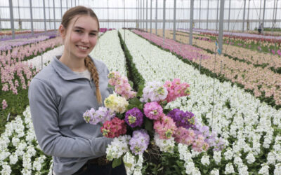 ‘Wij telen kwalitatief topproduct met zware stelen in 19 kleuren’