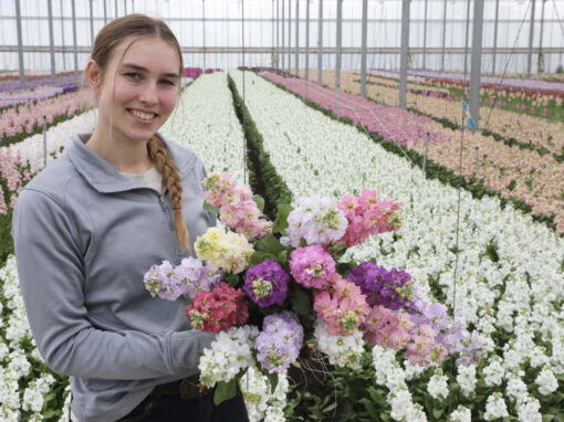 ‘Wij telen kwalitatief topproduct met zware stelen in 19 kleuren’