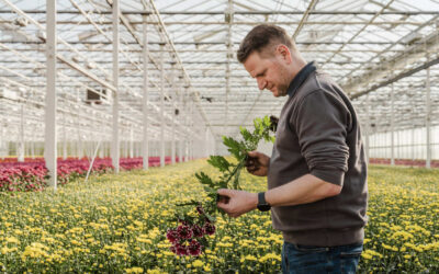 ‘Telen zonder chemie kan, maar vraagt om verdere optimalisatie’