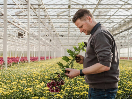 ‘Telen zonder chemie kan, maar vraagt om verdere optimalisatie’