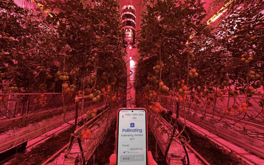 Bestuivingsrobot kan hommels vervangen in tomatenteelt