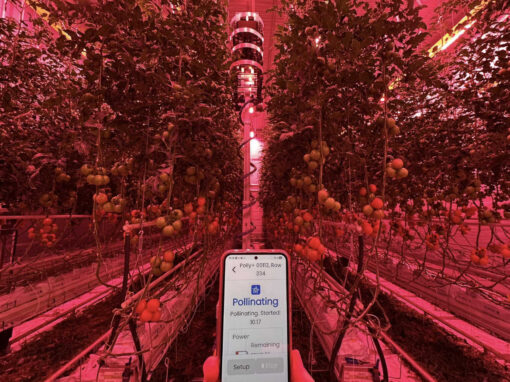 Bestuivingsrobot kan hommels vervangen in tomatenteelt