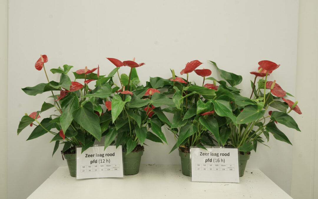 Bladvergeling potanthurium is mede cultivar afhankelijk
