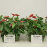 Bladvergeling potanthurium is mede cultivar afhankelijk