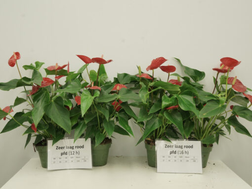 Bladvergeling potanthurium is mede cultivar afhankelijk