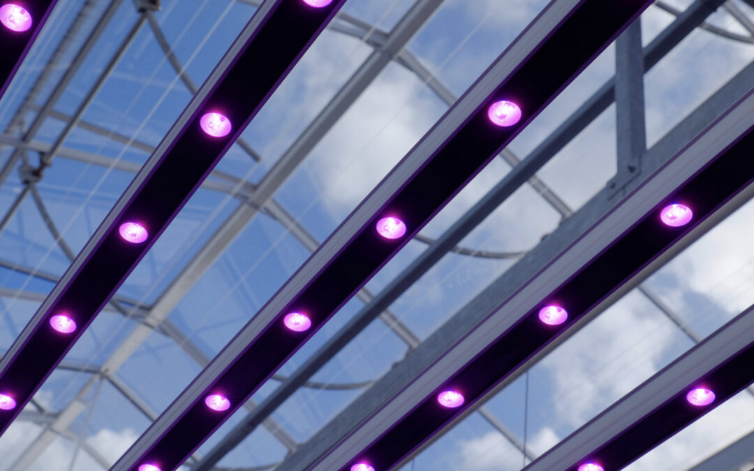 Transitie naar LED in sierteelten met een lage lichtbehoefte