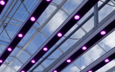 Transitie naar LED in sierteelten met een lage lichtbehoefte