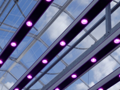 Transitie naar LED in sierteelten met een lage lichtbehoefte