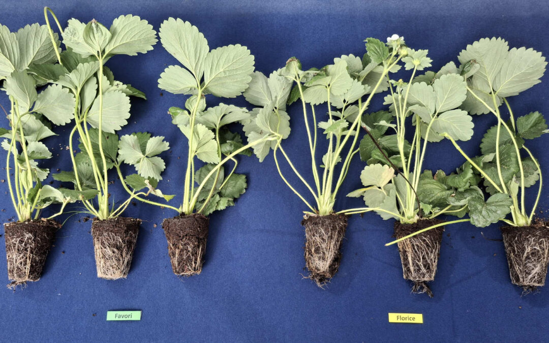 PPS-project ‘Weerbare teeltsystemen voor aardbei’