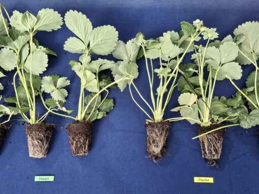 PPS-project ‘Weerbare teeltsystemen voor aardbei’