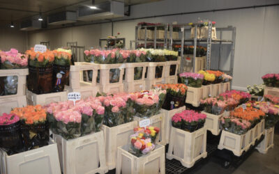 Export bloemen en planten dit jaar met 1,5% gedaald