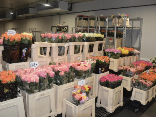 Export bloemen en planten dit jaar met 1,5% gedaald